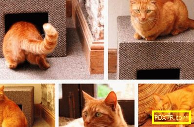 Идеята: как да направите къща за котка със собствените си
