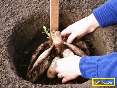 Крокоси: в градината растеме крушки. засаждане и грижи за