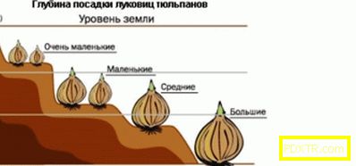 Засаждане на лалета през есента в почвата: времето на кацане