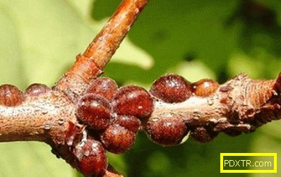 Как да защитим гроздето от болести и вредители? описание на