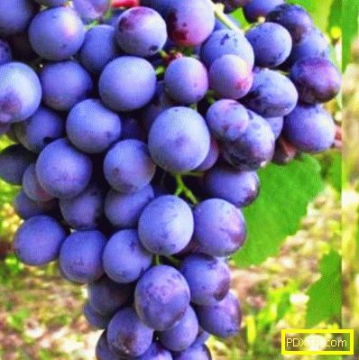 Засаждане на грозде в предградията: тънкостите на отглеждане