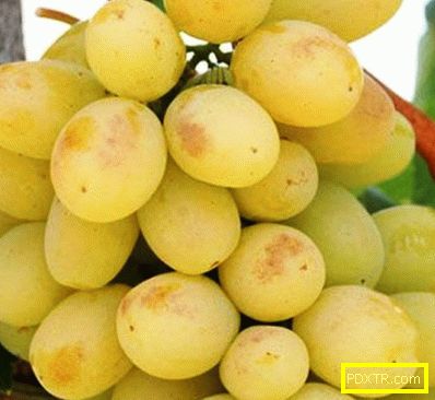 Засаждане на грозде в предградията: тънкостите на отглеждане
