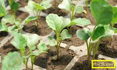 Как да получите добра реколта от карфиол: разсад, почва,
