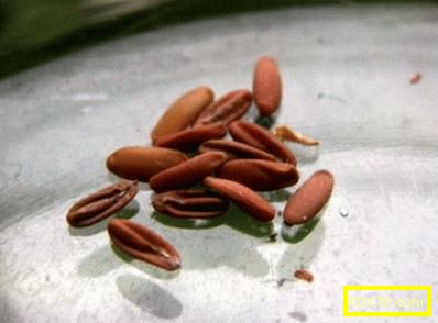 Тайните на отглеждане на пеларгониум от семена (снимка):