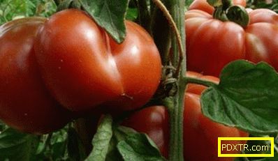 Китайски начин за отглеждане на високи домати. как да посее