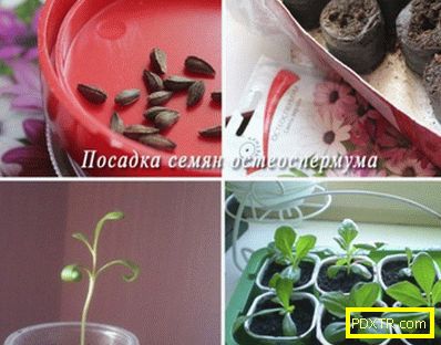 Osteospermum: расте от издънки и напуска. засаждане на