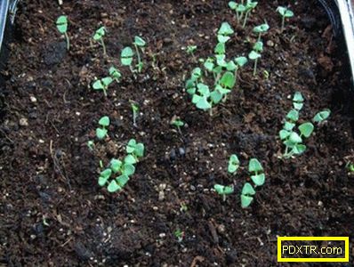 Отглеждане на лавандула в открито поле: засяване на семена