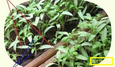 Как да засадите домати за открито място: най-добрите