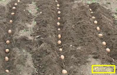 Засаждане на картофи с клубени в задния двор. изборът на