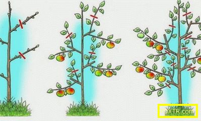 Как да засадим колонообразно ябълково дърво: времето на