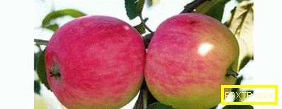 Отглеждане на ябълкови дървета в суров климат: кои сортове