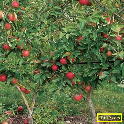 Джуджета ябълкови дървета: сортове, предимства и