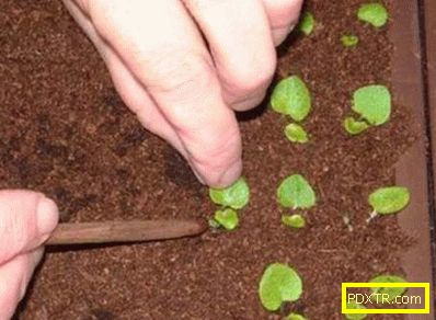 Тайните на отглеждане на бегония от семена (снимка): сеене,