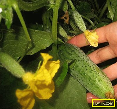 Как да отглеждаме краставици у дома (снимка). засаждане и