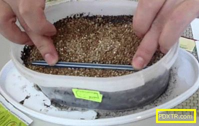 Как да отглеждаме посадъчен материал от виоли от семена: