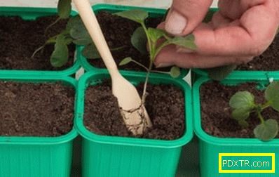 Как да отглеждаме посадъчен материал от виоли от семена: