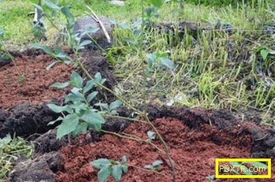 Засаждане на боровинка градина: кога и как. подготовка на