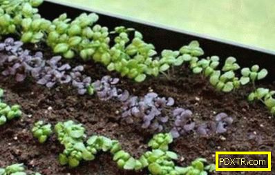 Базил: отглеждане и грижа за пикантно растение. как да расте