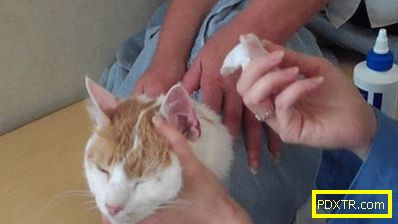 Колко безболезнено е да почистите ушите на котенце, мога ли