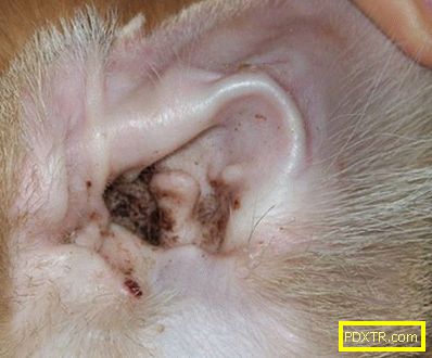 Колко безболезнено е да почистите ушите на котенце, мога ли