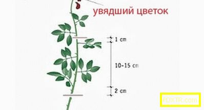 Възпроизвеждане на вътрешни рози у дома: инструкции за