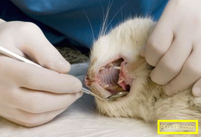 Причини за загуба на зъби при котенца: патология и норма.