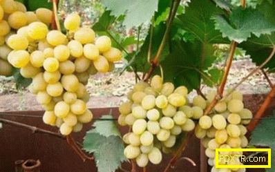 Характеристики на разновидностите на гроздето в