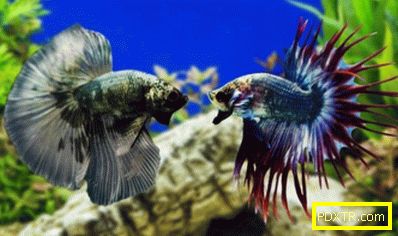 Кок-риби: грижи и поддръжка в домашен аквариум. как да се