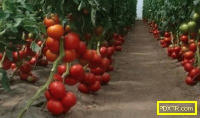 Сортове домати 