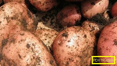 Сортовете от беларуски картофи: предимства, характеристики,