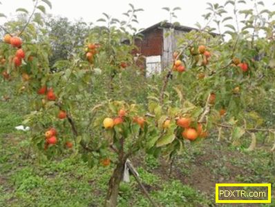 Разнообразие от ябълки от чешкия селектор 