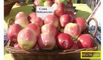 Как да получите добра реколта от ябълки 