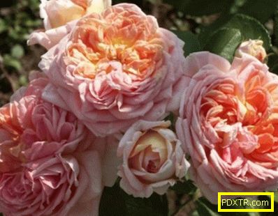 Roses cordes: 10 най-добри сорта. описание, характеристики,