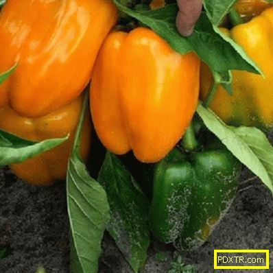 Преглед на ранни сортове сладки пиперки: характерни, снимки.