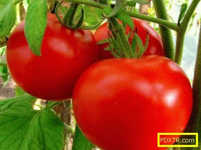 Избор на най-продуктивните сортове домати за оранжерии и