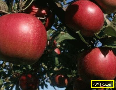 Какво е популярно е ябълково дърво 