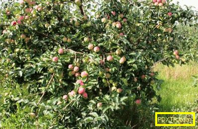 Характеристики на сорта ябълково дърво 