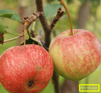 Най-добрите сортове ябълки в кратък преглед. основни