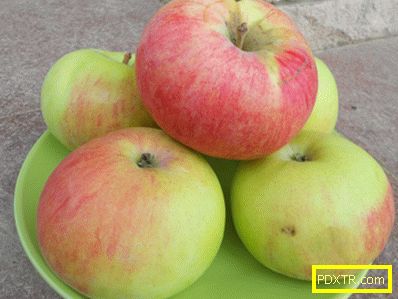 Най-добрите сортове ябълки в кратък преглед. основни