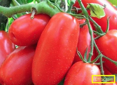 Избор на най-добрите почвени сортове на подмамливите домати