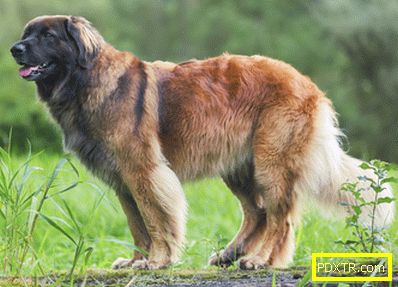 Top-10 от най-големите кучета в света. характеристики и