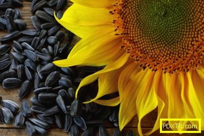 Слънчогледови семена и увеличаване на теглото: има ли